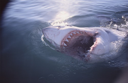The Great White Shark - The Feared Hunter of the Seas