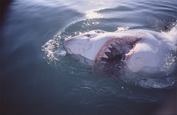 Fascinating encounter with the Great White Shark off the coast of Gansbaai
