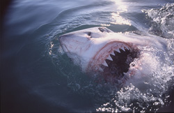 A breathtaking moment with a great white shark surfacing at the sea