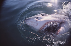 Impressive attack: Great white shark breaches the water's surface