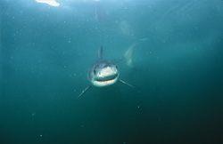 Fascinating Underwater Portrait of a Curious Baby Great White Shark