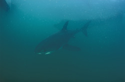 White Shark - Baby