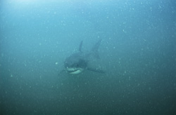 Fascinating Baby Great White Shark spotted near Gansbaai
