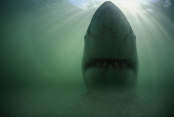Encounter with the feared Great White Shark off the coast of South Africa
