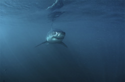 Exploring A Baby Great White Shark in the Waters near Gansbaai