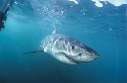 Exploring a Curious Baby Great White Shark