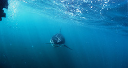 A curious Baby Great White Shark (Carcharodon carcharias) exploring the surroundings