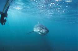 Fascinating encounter with a baby great white shark near our boat