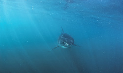 Magical light atmosphere surrounds the Baby Great White Shark (Carcharodon carcharias)