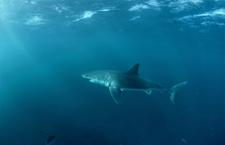 The Great White Shark - A majestic predator off the coast of South Africa
