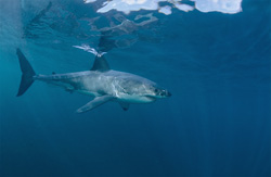Discovery of the Great White Shark off the coast of South Africa