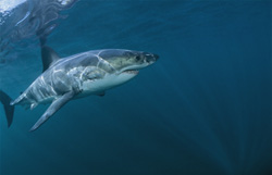 The Great White Shark - Fascination and Danger of the Oceans