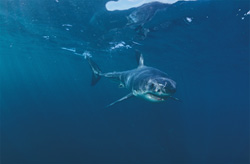 A curious Baby Great White Shark exploring the surroundings