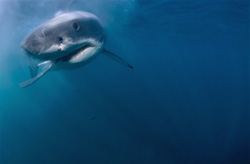 A curious Baby Great White Shark cautiously approaches the camera
