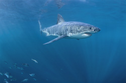 A fascinating Great White Shark off the coast of South Africa: A legendary sea creature