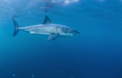 Explore the World of the Majestic Great White Shark off the Coast of South Africa