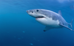 Impressive Great White Shark against the backdrop of South Africa