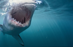 Pure adrenaline: Great White Shark hunting a seal