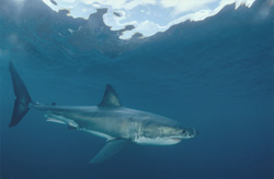 Encounter with the legendary Great White Shark off the coast of South Africa