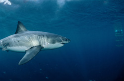Fascinating Encounter with the Great White Shark: Thrills at the Shark Cage