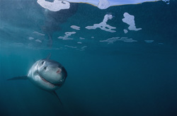 Fascinating baby Great White Shark spotted exploring the underwater world off Gyser Rock