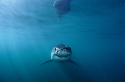 Un jeune requin blanc curieux explore le monde sous-marin dangereux au large de la côte sud-africaine