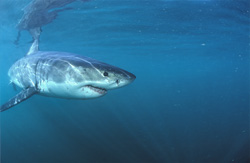 Fascinating Baby Great White Shark (Carcharodon carcharias) on a Collision Course below the Water Surface