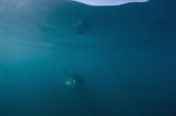 Fascinating Encounter with a Baby Great White Shark off the Coast of Gansbaai
