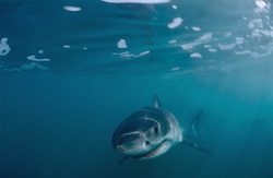 Adorable Baby Great White Shark off the Coast of South Africa