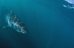 Captivating image of a baby Great White Shark in South Africa