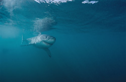 Friendly Baby Great White Shark near Gansbaai