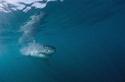 A baby Great White Shark emerges from the green water