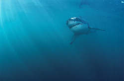 A Baby Great White Shark (Carcharodon carcharias) is gliding through the greenish water. The sunbeams produce a mystical underwater mood.