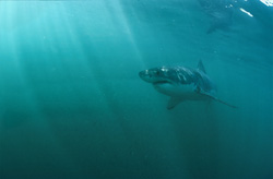 In the greenish waters off the coast of South Africa: The majestic Great White Shark in its element