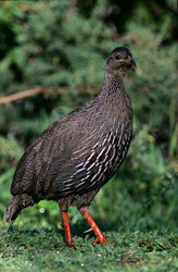 Kapfrankolin