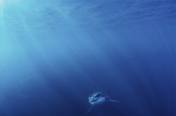 Fascinating Baby Great White Shark: A Glimpse into the Life of a Pup