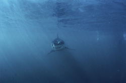 Fascinating Portrait of a Juvenile Great White Shark in its Natural Habitat