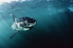 Baby Great White Shark shows great interest in small fish pieces near a shark cage