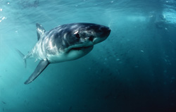 Impressive Baby Great White Shark off the coast of Gansbaai, South Africa