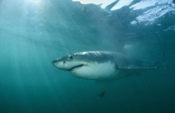 Fascinating Great White Shark off the coast of South Africa - A majestic marine hunter