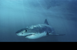 A Baby Great White Shark displays caution in the hunting ground of the adults