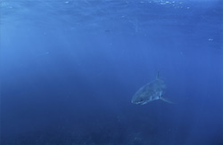A fascinating glimpse into the life of a baby Great White Shark