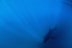 Sonnenstrahlen durchdringen das Wasser und treffen auf das Weiße Hai Baby (Carcharodon carcharias)