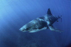 A majestic Great White shark in an area with high concentration of fur seals
