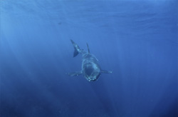 Fascinating Encounter with a Curious Baby Great White Shark
