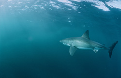 Die Wahrscheinlichkeit auf einen Jagderfolg in diesem Gebiet ist für den Weißen Hai (Carcharodon carcharias) sehr hoch