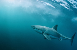 Majestic Ocean Predator: The Great White Shark off the Coast of South Africa