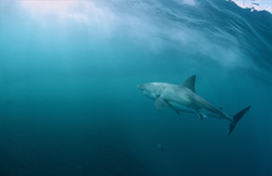 Ein majestätischer Weißer Hai (Carcharodon carcharias) schwimmt fasziniert zum Lichteinfall an der Wasseroberfläche