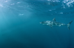 Fascinating Great White Shark off the coast of Gansbaai and Dyer Island