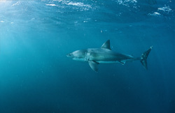 A Great White Shark (Carcharodon carcharias) on its way near a fur seal colony